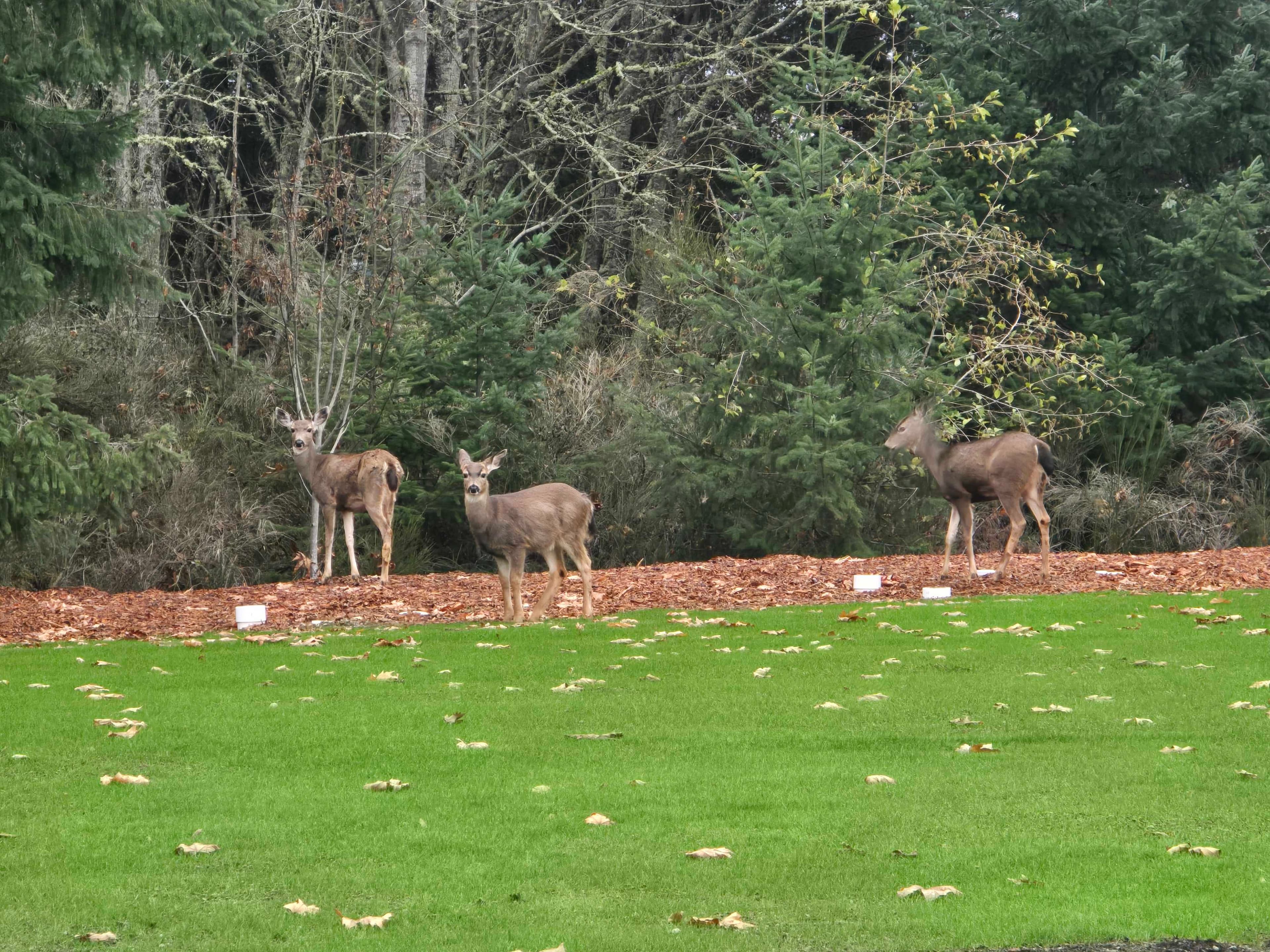 Deer grazing on a green lawn surrounded by Pacific Northwest forest at an RV@ property
